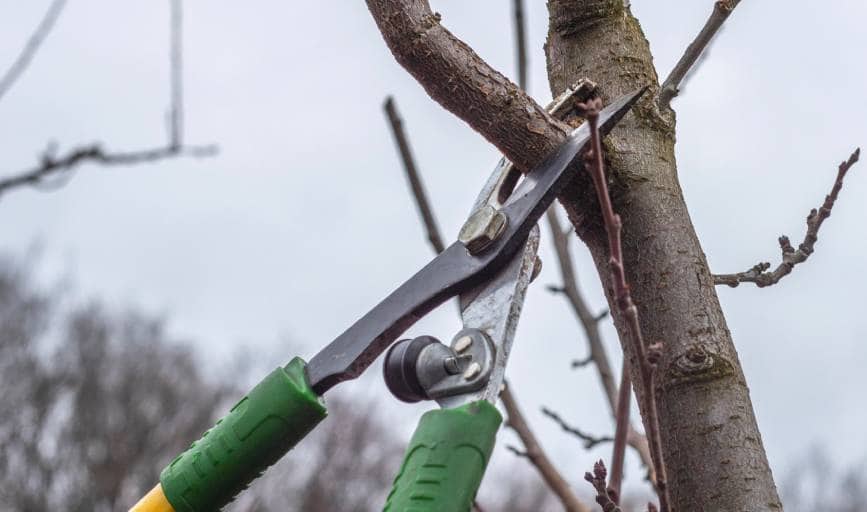 Tree Trimming